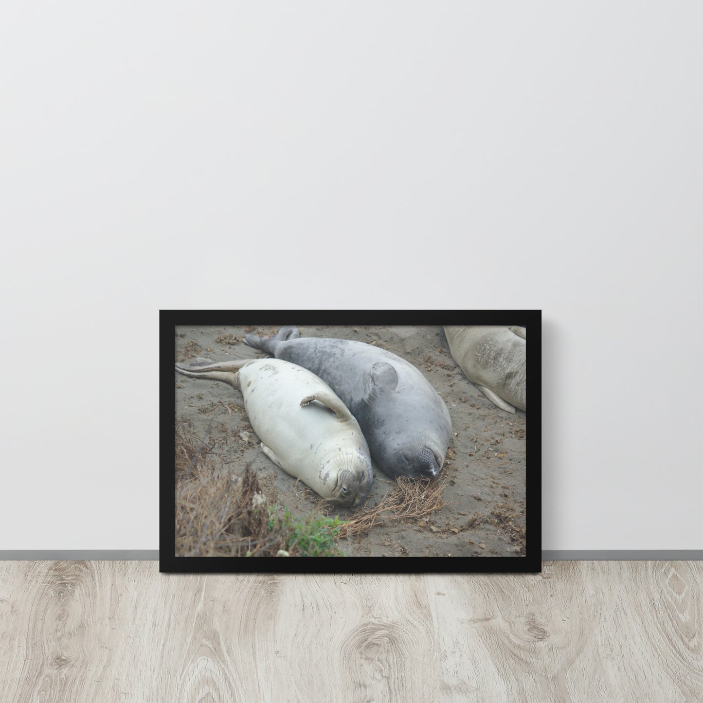 Napping Seals