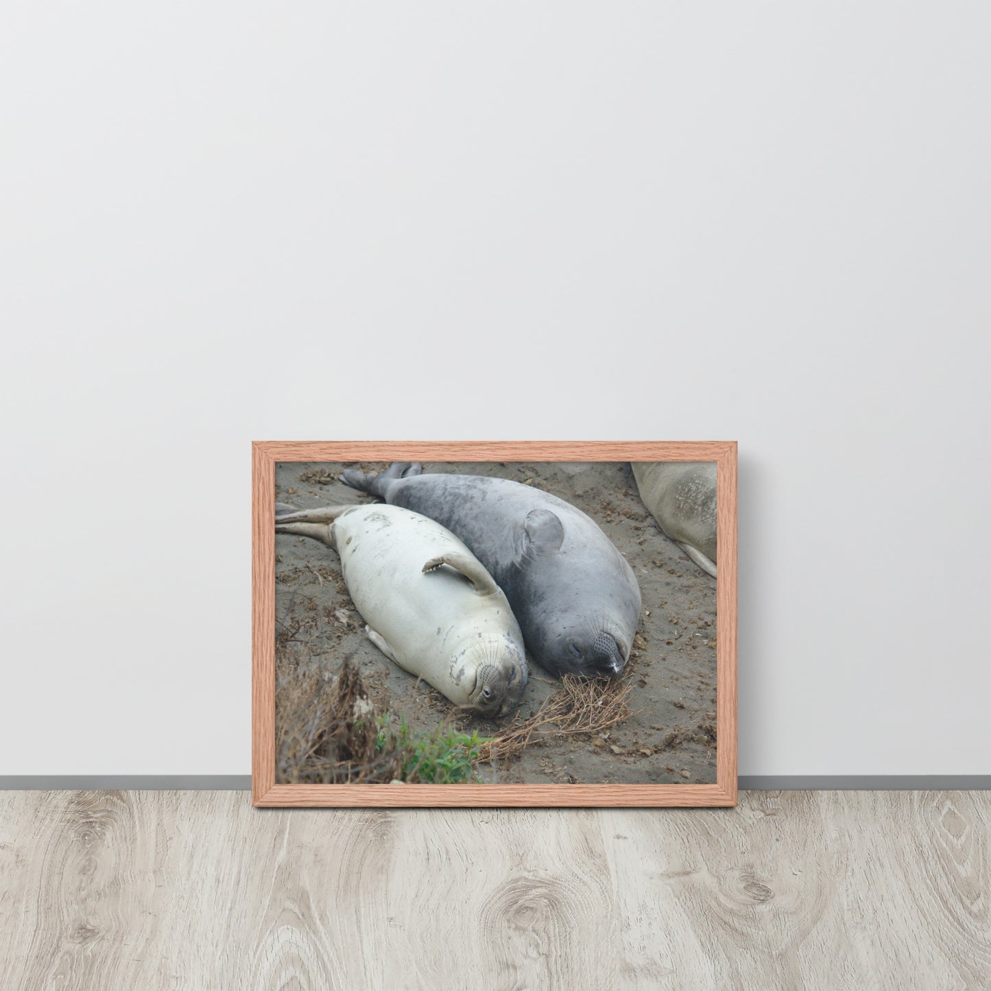 Napping Seals