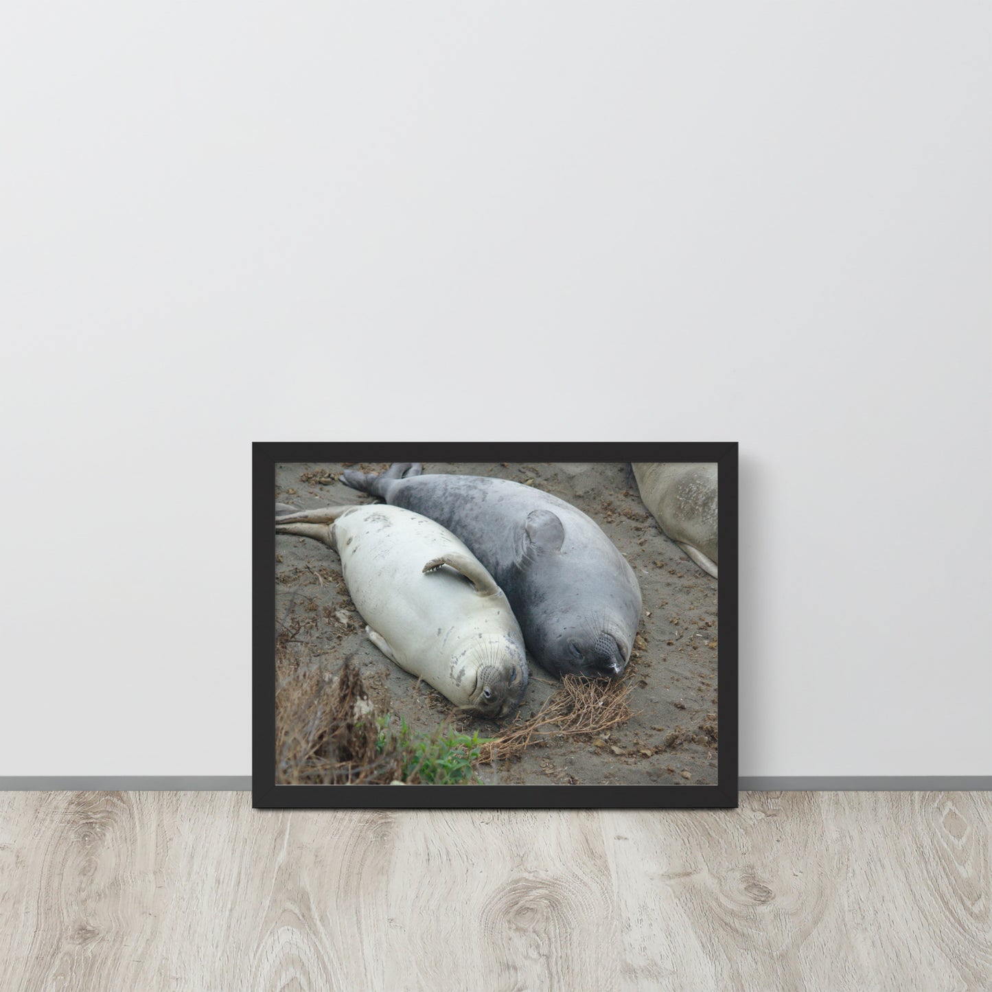 Napping Seals
